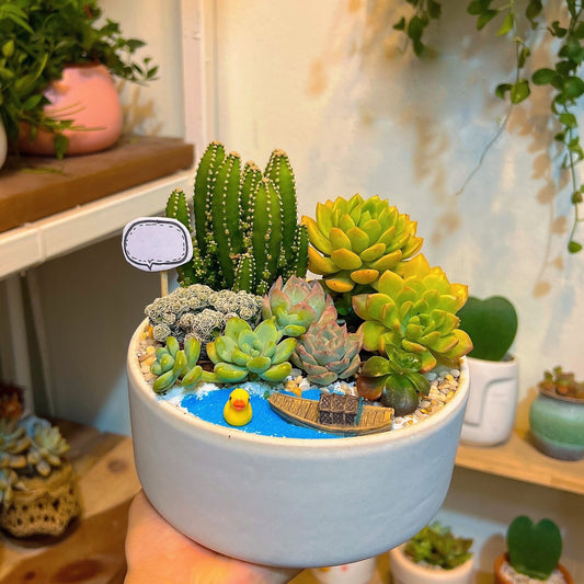 Live Succulent Plant Favors DIY